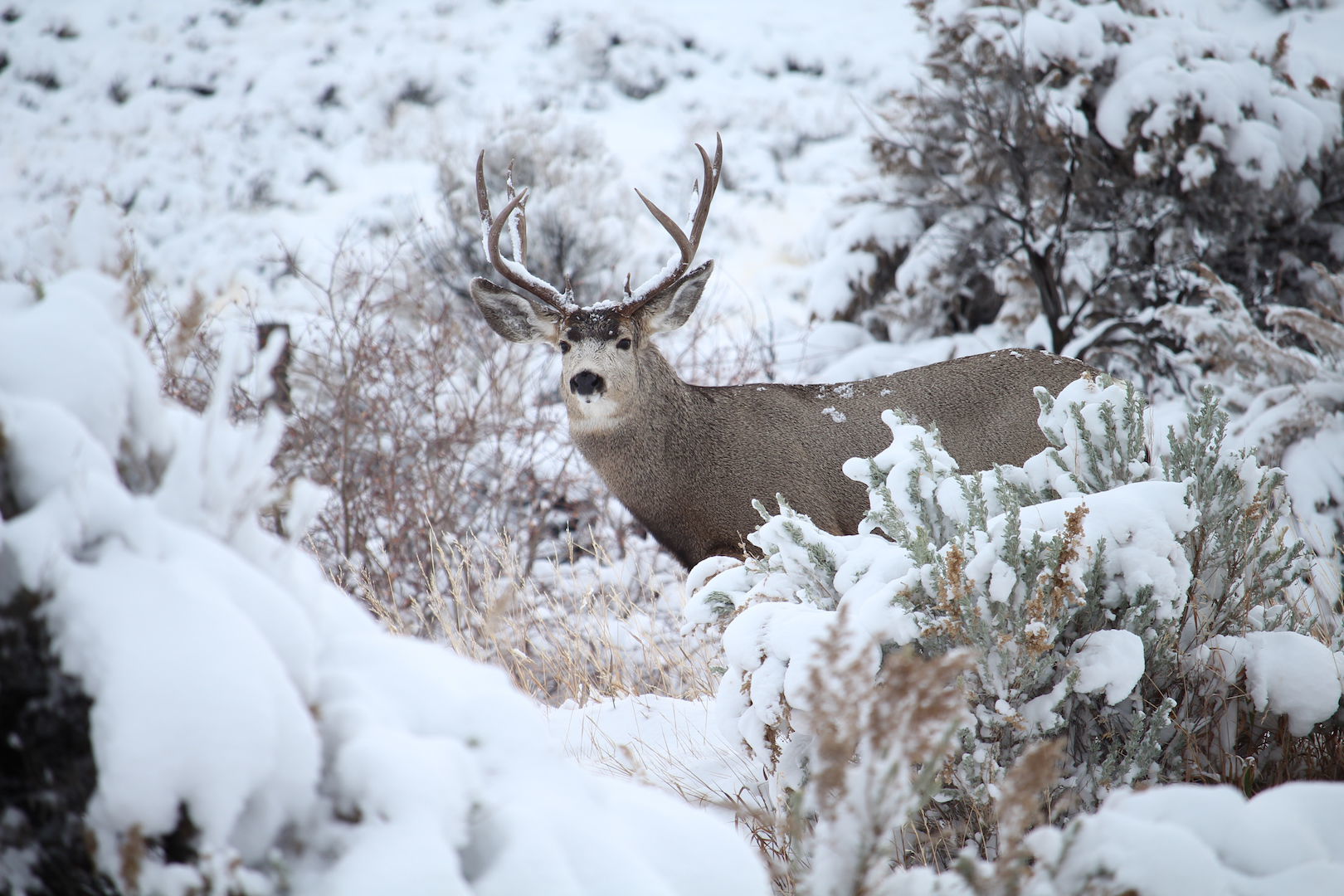 A mule deer buck in the snow.